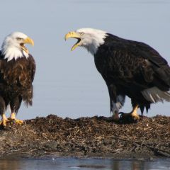 Two Bald Eagles