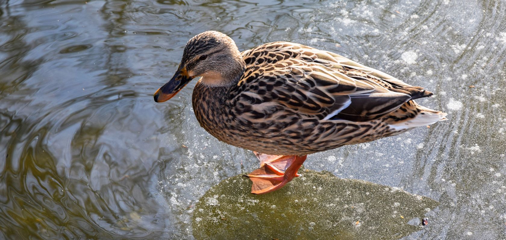 A Duck Swimming In A Body Of Water